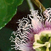 Rwanda - Arboretum Pasiflore